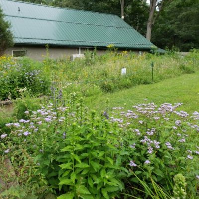 Susquehannock-Wildlife- Meadow