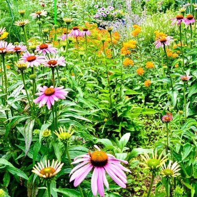 backyard pollinator garden