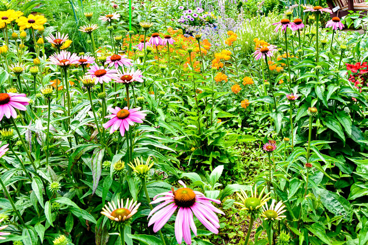 backyard pollinator garden