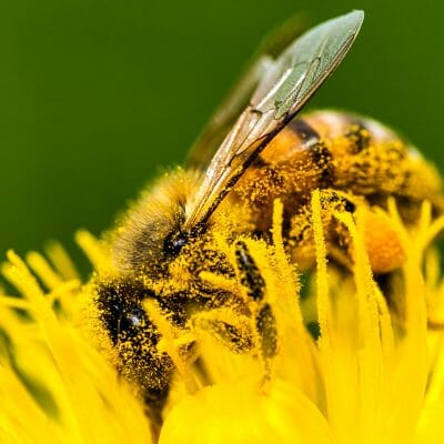 honeybee covered yellow pollen collecting nectar from dandelion flower