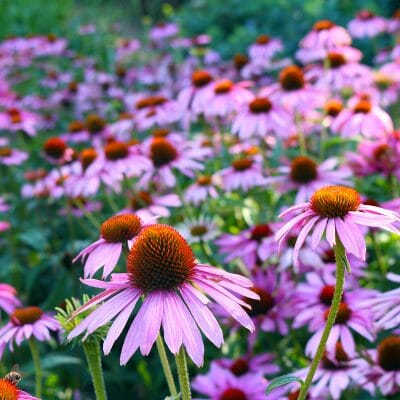 purple coneflowers echinacea purpurea