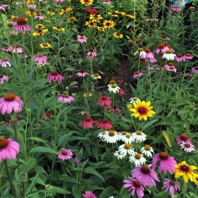 Pollinator Garden Harford County Maryland