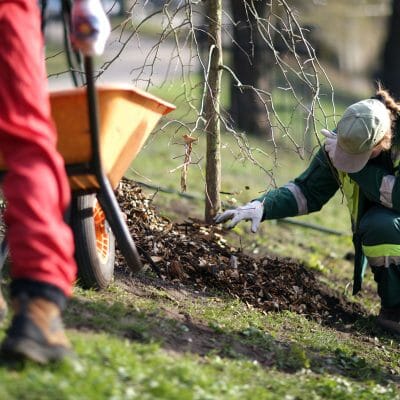 woman uniform planting tree public park